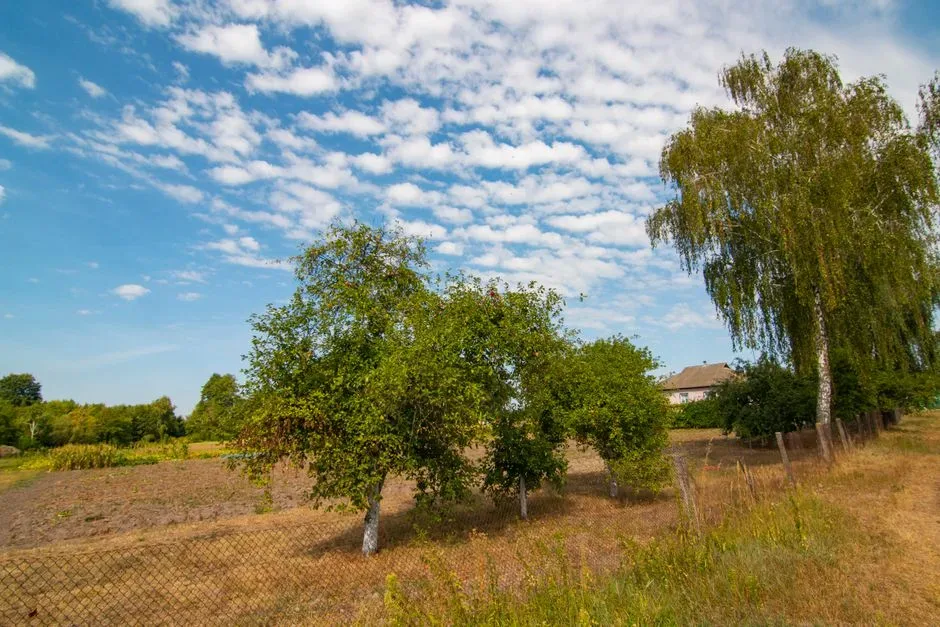نمای هوایی از زمین‌های کشاورزی مسطح و سبز با درختان حاشیه